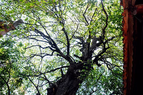 Thân cây cao chừng 20 mét, tán rộng tỏa bóng mát cho đền Chờ.