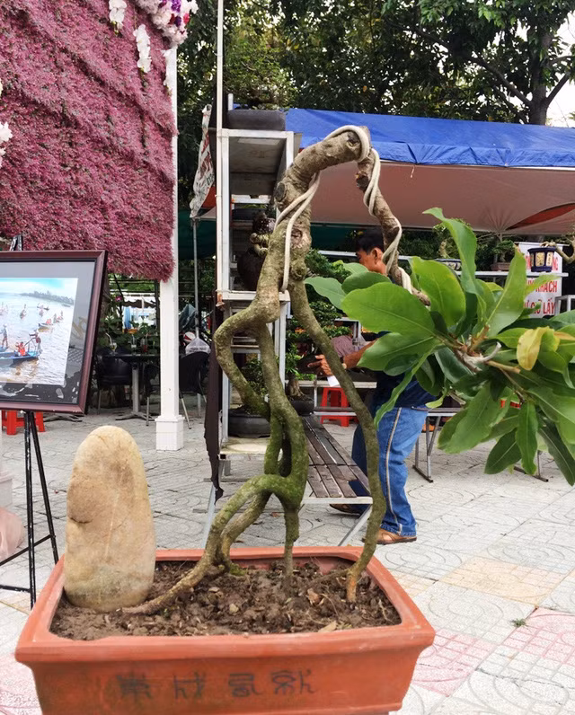 Một cây mai vàng có dáng độc đáo