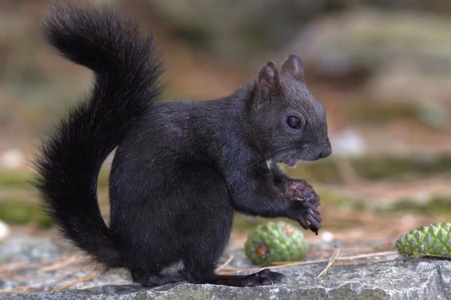 soc den gay sot vi co “bung 6 mui” hoan hao hinh anh 2