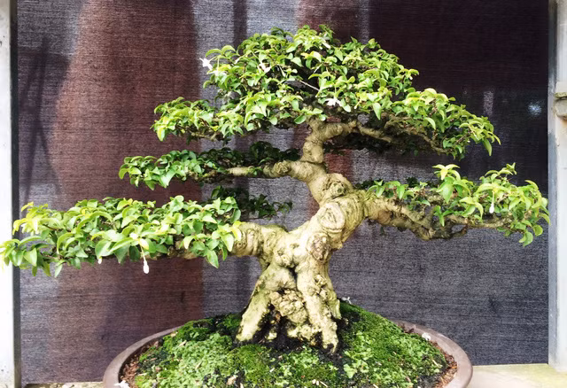 
Nhiều nghệ nhân chơi kiểng cho biết, thế dáng cây Mai Chiếu Thủy rất đẹp, cành nhánh hài hòa, cân đối