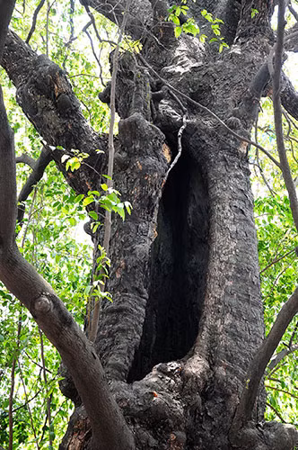 Từ gốc lên đến ngọn cây bị rỗng ở giữa thân. Mỗi lần có gió thổi phát ra tiếng kêu lạ.