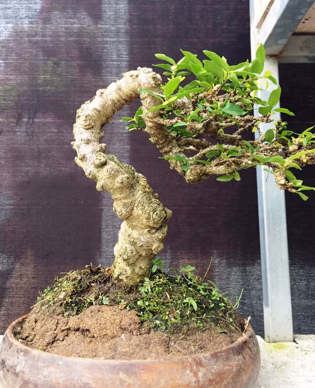 Ngắm những cây kiểng có dáng độc, lạ nhất nhì miền Tây ảnh 8