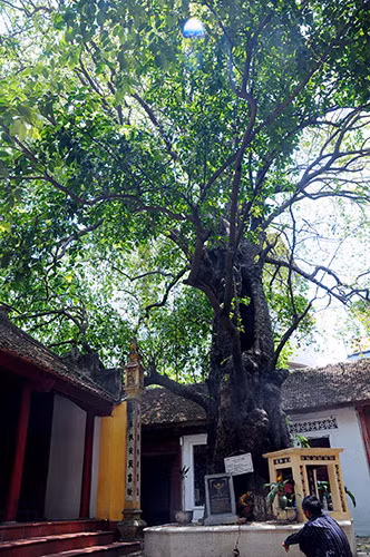 Cây thị ở đền Chờ (Phú Mẫn, Yên Phong, Bắc Ninh) dù đã gần 600 tuổi nhưng vẫn xanh tốt.