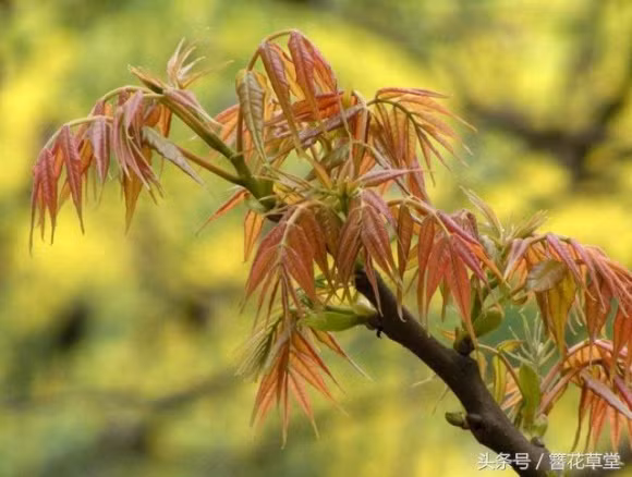 trông thật lạ mắt, cây mọc trứng, cây lạ, chuyện lạ