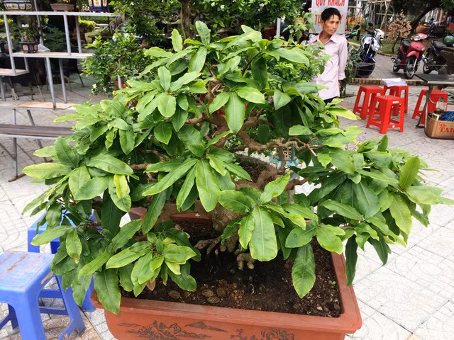 Cây mai có dáng rất đẹp