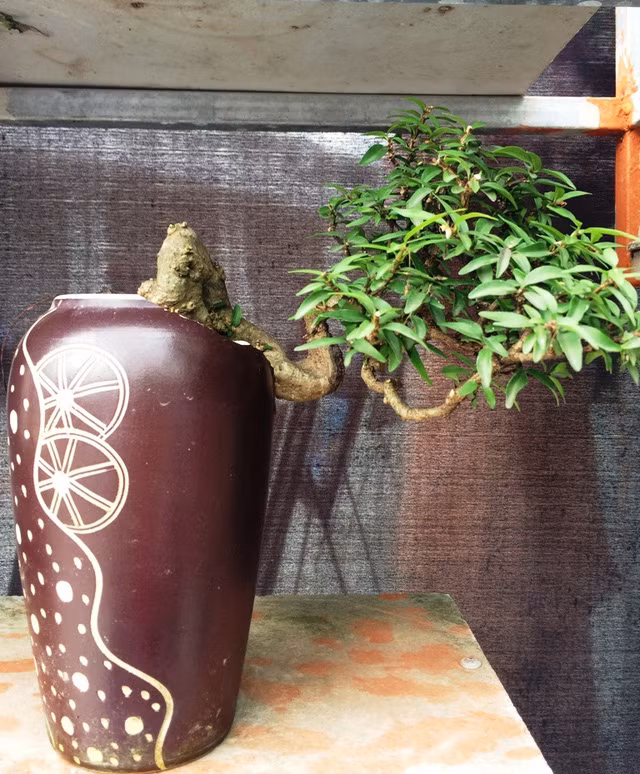 Ngắm những cây kiểng có dáng độc, lạ nhất nhì miền Tây ảnh 9