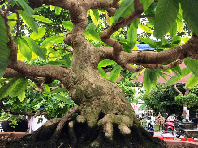 Ngắm những cây kiểng có dáng độc, lạ nhất nhì miền Tây ảnh 5