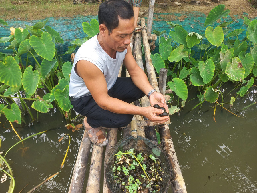 Ông Lô Văn Thế, xã Thanh Tân (huyện Như Thanh, Thanh Hóa) với mô hình nuôi ốc nhồi. 