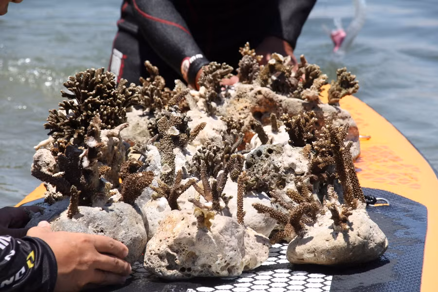 Những rạn san hô được đính trong đá và đem đi “hồi sinh”.