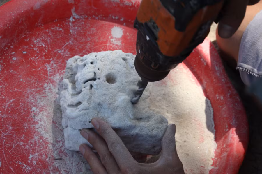 Khoan đá để “ươm” san hô.