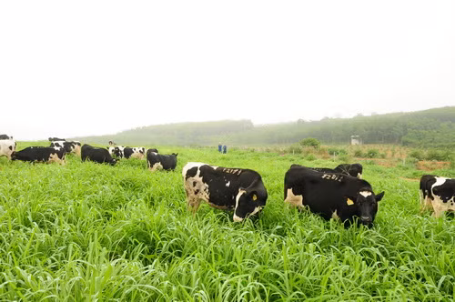 Tập đoàn TH đoạt 3 cúp Vàng trang trại hữu cơ, sản phẩm hữu cơ tiêu biểu