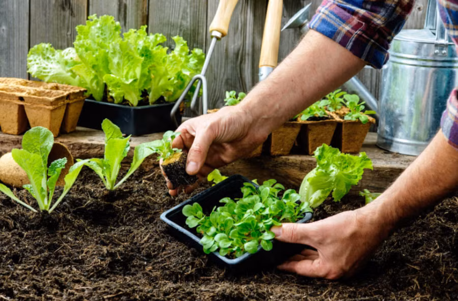 Làm vườn có tác dụng giảm căng thẳng (hình minh họa).