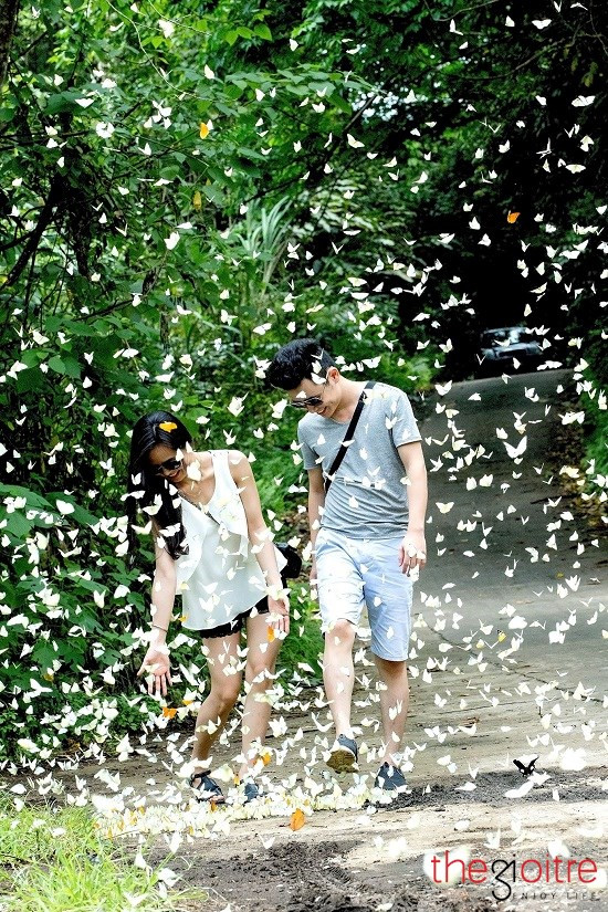 Cảnh tượng bướm bay rợp trời khiến khách đường xa quên cả chặng đường và cái nóng như thiêu như đốt, chỉ thấy trong đáy mắt là cả một “thế giới bướm” đẹp đến nao lòng. Cảnh tượng bướm bay rợp trời khiến khách đường xa quên cả chặng đường và cái nóng như thiêu như đốt, chỉ thấy trong đáy mắt là cả một “thế giới bướm” đẹp đến nao lòng.