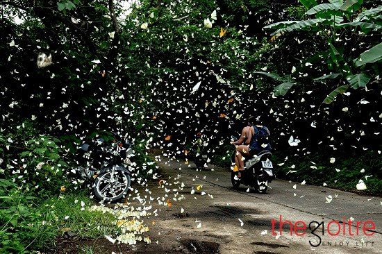 Như choáng ngợp trước tự do, những cánh bướm như con thiêu thân lao vút vào không trung, va cả vào xe, vào người đi đường. Như choáng ngợp trước tự do, những cánh bướm như con thiêu thân lao vút vào không trung, va cả vào xe, vào người đi đường.