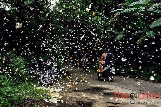 Như choáng ngợp trước tự do, những cánh bướm như con thiêu thân lao vút vào không trung, va cả vào xe, vào người đi đường.