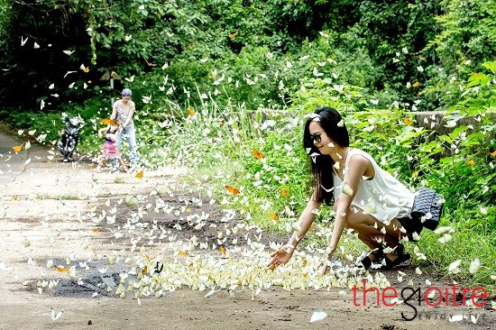 Bướm sẽ ra khỏi nơi trú ẩn, bay dọc con đường ven rừng đi kiếm ăn sau khi mưa xong và trời hửng nắng. Vì vậy, khách du lịch muốn quan sát những đàn bướm cuối hè nên chọn ngày nắng để tham quan rừng” Bướm sẽ ra khỏi nơi trú ẩn, bay dọc con đường ven rừng đi kiếm ăn sau khi mưa xong và trời hửng nắng. Vì vậy, khách du lịch muốn quan sát những đàn bướm cuối hè nên chọn ngày nắng để tham quan rừng”