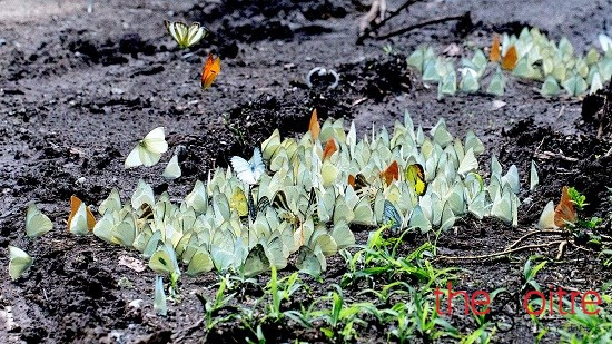 Bướm trắng ở rừng Cúc Phươngvốn mỏng manh nên một cánh bướm nhỏ lạc loài dễ khiến người nhìn lơ đãng bỏ qua, nhưng hàng triệu cánh bướm bay thành từng đàn lại có sức hấp dẫn ghê gớm. Bướm trắng ở rừng Cúc Phươngvốn mỏng manh nên một cánh bướm nhỏ lạc loài dễ khiến người nhìn lơ đãng bỏ qua, nhưng hàng triệu cánh bướm bay thành từng đàn lại có sức hấp dẫn ghê gớm.