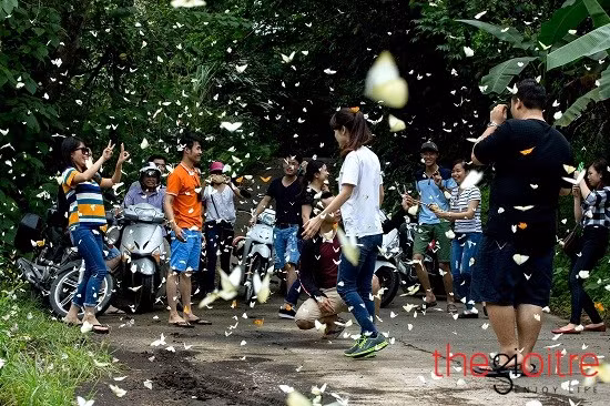 Bướm bay rợp đường đẹp ngất ngây giữa rừng Cúc Phương