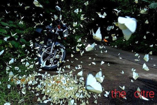 Không hổ danh là vùng “đất lành”, những đàn bướm đã tụ hội và đậu kín ven đường Cúc Phương. Không hổ danh là vùng “đất lành”, những đàn bướm đã tụ hội và đậu kín ven đường Cúc Phương.