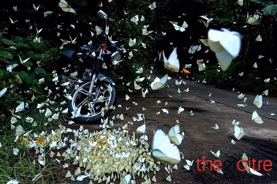 Không hổ danh là vùng “đất lành”, những đàn bướm đã tụ hội và đậu kín ven đường Cúc Phương.