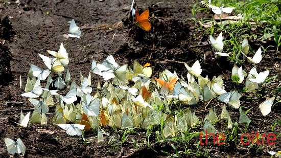 Bướm bay rợp tầm mắt, bướm đậu kín trên những chùm hoa và dập dìu bên những bờ hoa dại. Những vũng nước nhỏ đọng trên nền đất cũng đặc kín bướm. Bướm bay rợp tầm mắt, bướm đậu kín trên những chùm hoa và dập dìu bên những bờ hoa dại. Những vũng nước nhỏ đọng trên nền đất cũng đặc kín bướm.