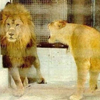 Các ông bàn về “Sư tử Hà Đông”