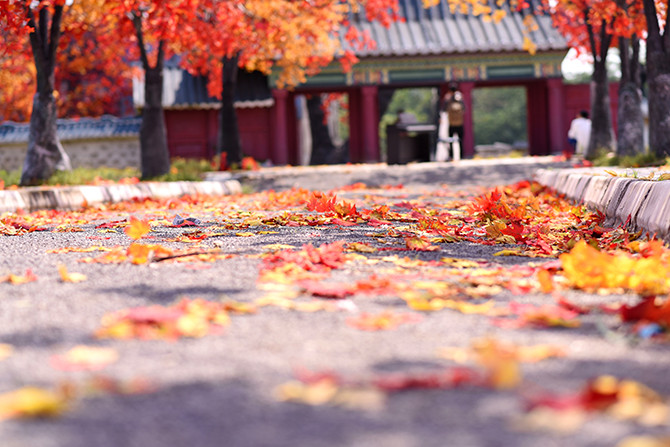 Hàng cây phong lá đỏ lãng mạn xuất hiện tại Hà Nội