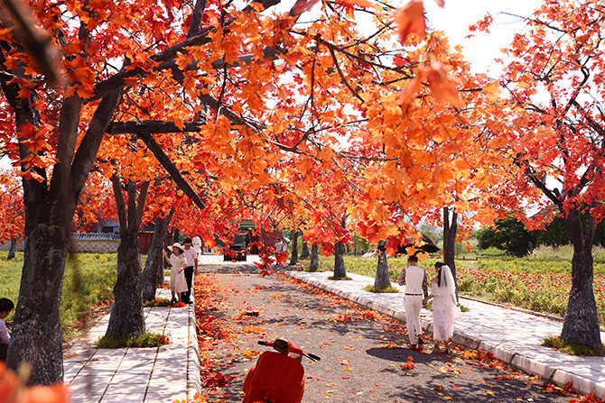 Hàng cây phong lá đỏ lãng mạn xuất hiện tại Hà Nội