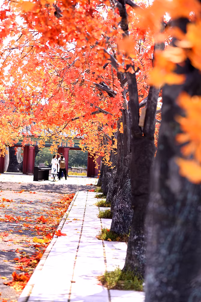 Hàng cây phong lá đỏ lãng mạn xuất hiện tại Hà Nội