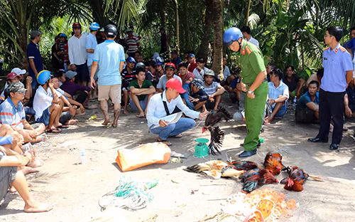 Hiện trường vụ đá gà bị cảnh sát bắt giữ. Ảnh: Hồ Giang