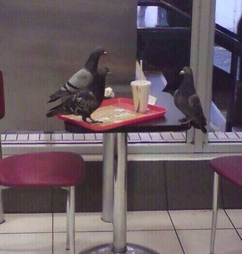 Đại tiệc của bồ câu. Đại tiệc của bồ câu.