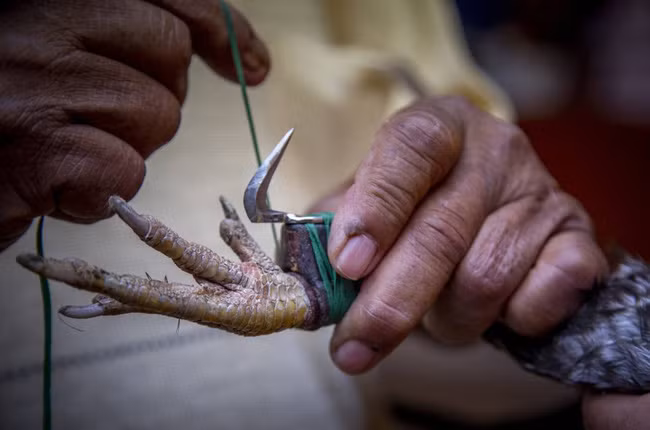 Bị gà chọi dùng chân đá một cú chí mạng, người đàn ông tử vong vì mất máu quá nhiều