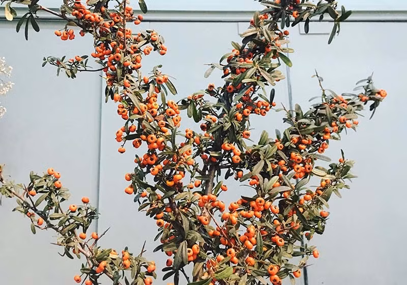 Cành hồng gai của Trung Quốc. Cành có những chùm quả màu cam tươi tắn. Loại cành này tươi được khá lâu. Hồng gai sẽ bắt đầu khô sau 2-3 tuần chưng nhưng sắc cam sẽ không biến mất. Do đó, bạn có thể giữ chúng lại để bày trong nhà.