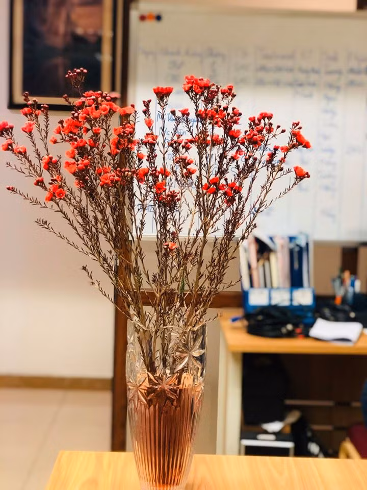 Hoa thanh liễu cũng được nhiều người lựa chọn trong dịp Tết năm nay.