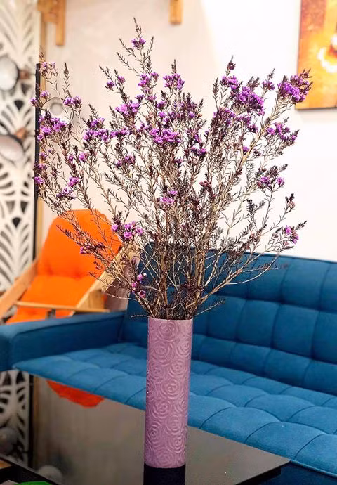 Thanh liễu có nhiều màu khác nhau để chị em lựa chọn.