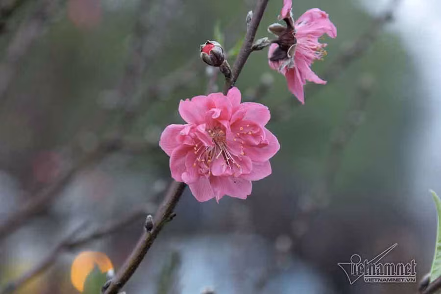 Bài cúng tất niên chiều 30 Tết theo Văn khấn cổ truyền Việt Nam