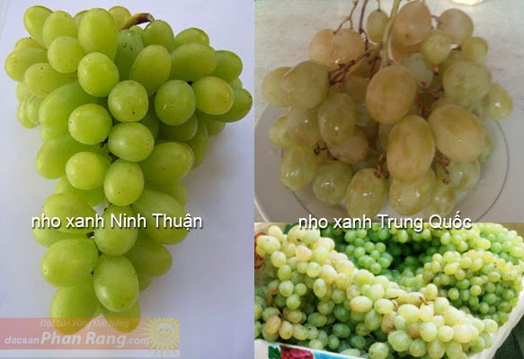 Cách phân biệt nho xanh Trung Quốc với nho xanh Ninh Thuận ảnh 4 Cách phân biệt nho xanh Trung Quốc với nho xanh Ninh Thuận ảnh 4