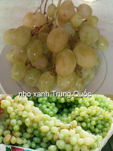Cách phân biệt nho xanh Trung Quốc với nho xanh Ninh Thuận ảnh 7 Cách phân biệt nho xanh Trung Quốc với nho xanh Ninh Thuận ảnh 7