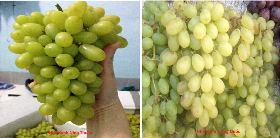 Cách phân biệt nho xanh Trung Quốc với nho xanh Ninh Thuận ảnh 8 Cách phân biệt nho xanh Trung Quốc với nho xanh Ninh Thuận ảnh 8