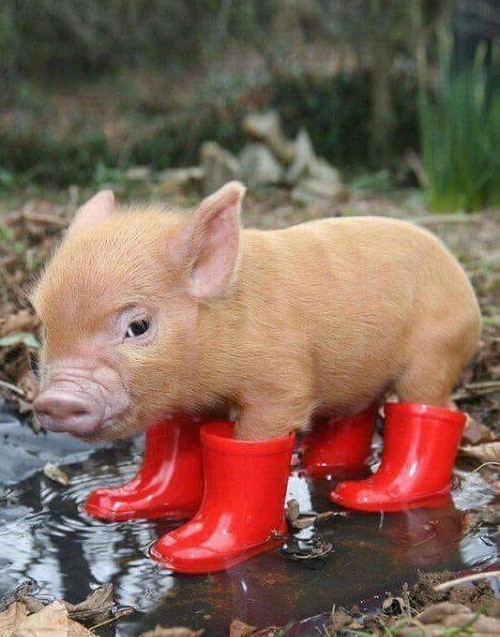 Giày đỏ chứng tỏ còn nhỏ.