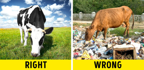 7 kinh nghiệm chọn thịt giòn ngọt đến miếng cuối cùng - 2