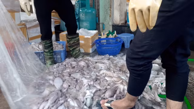  Khi mua bạch tuộc cần chọn con phải đủ chân, da căng, bóng mịn. Ảnh: T.L 