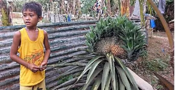 dứa, siêu bão, dứa khổng lồ