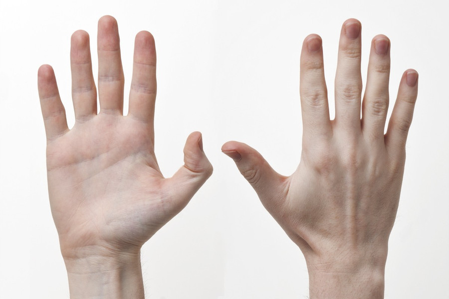 Human-Hands-Front-Back Human-Hands-Front-Back