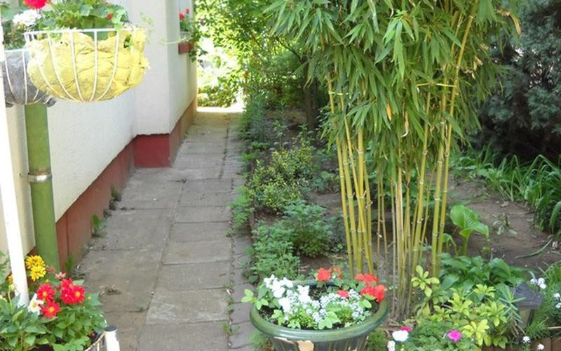10 loại cây hút tài, đuổi tà 10 loại cây hút tài, đuổi tà