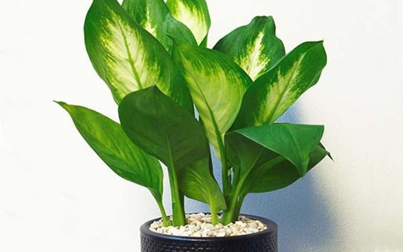 10 loại cây hút tài, đuổi tà 10 loại cây hút tài, đuổi tà