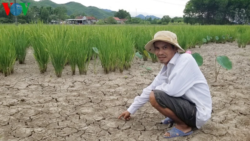 Ruộng đồng tại Thừa Thiên Huế nứt nẻ do nắng hạn.