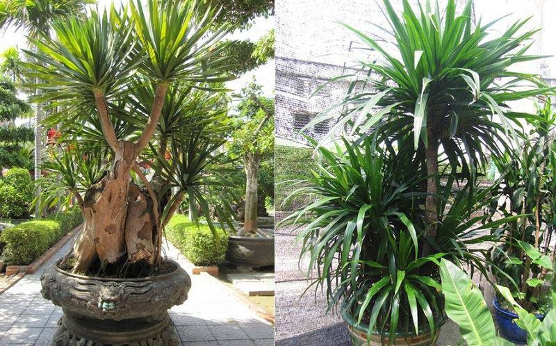 10 loại cây hút tài, đuổi tà 10 loại cây hút tài, đuổi tà