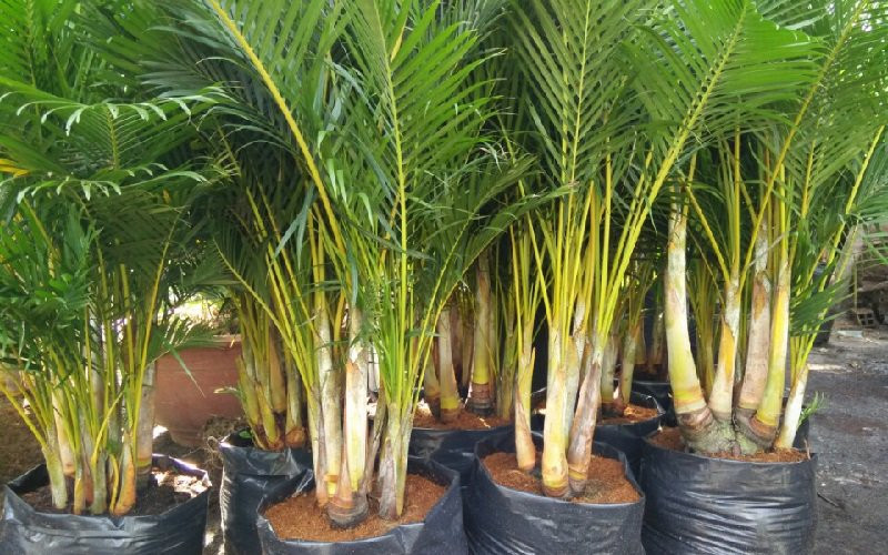 10 loại cây hút tài, đuổi tà 10 loại cây hút tài, đuổi tà