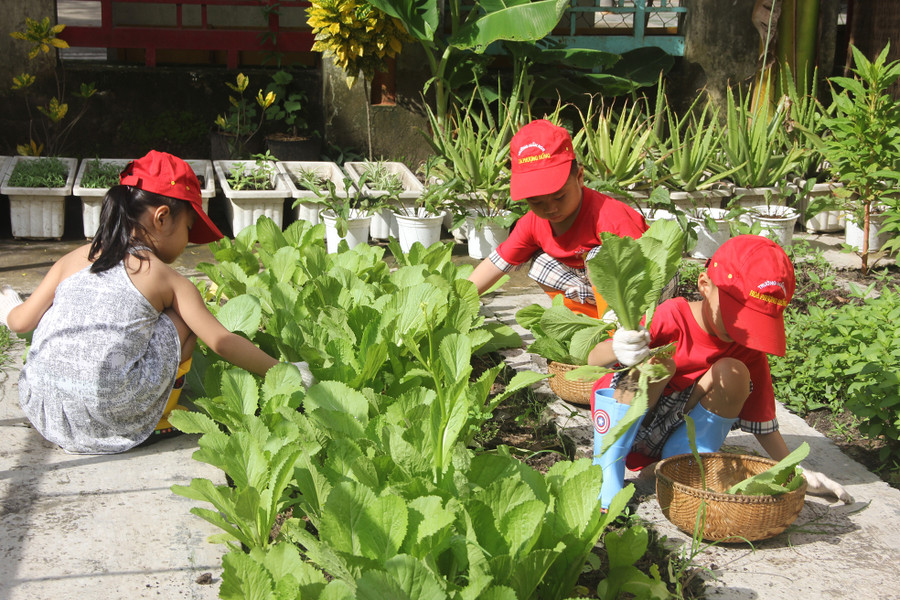 Trẻ tham gia thu hoạch rau tại Trường MN Hoa Phượng Hồng Trẻ tham gia thu hoạch rau tại Trường MN Hoa Phượng Hồng